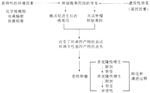 肿瘤的病因和发病机制模式图(采自Kumar,稍改)