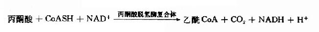 丙酮酸脱氢酶复合物的作用机制