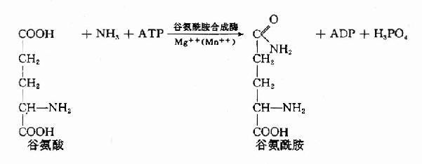 葡萄糖丙氨酸循环