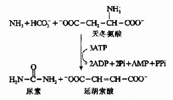 葡萄糖丙氨酸循环