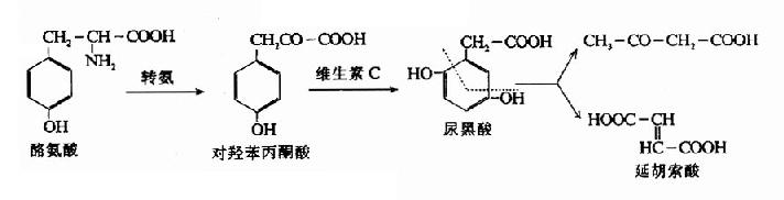 黑色素的生成