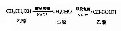 加单氧酶系的反应过程