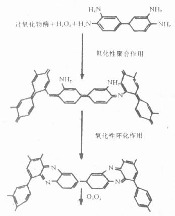 DAB反应产物形成过程