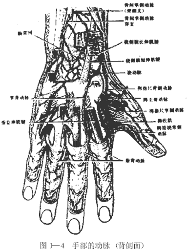 手部的动脉(背侧面)