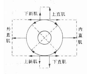 正常位置眼外肌作用之图解(右眼)