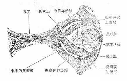 胚眼(胚长17毫米)