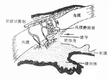 房水出路(箭头示房水回流方向)