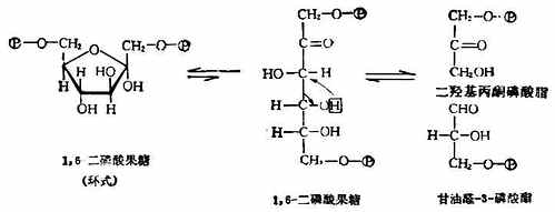 β-D-(-)-吡喃果糖 β-D-(-)-呋喃果糖