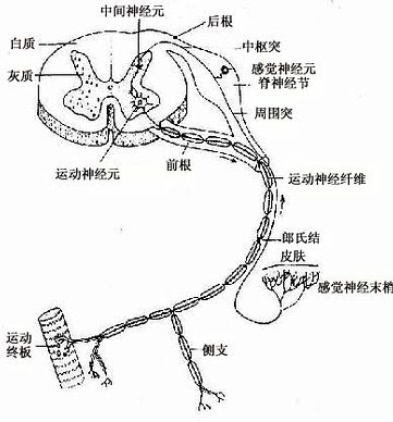 脊髓及脊神经,示三种神经元的关系
