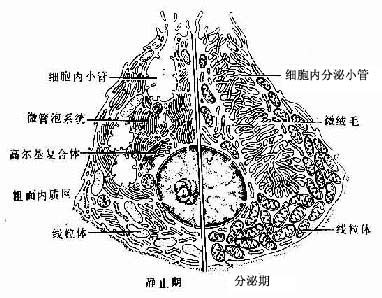 口腔