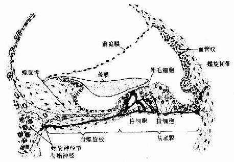 膜蜗管与螺旋器