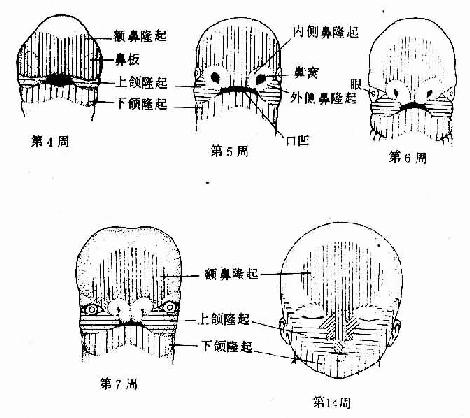 颜面形成过程