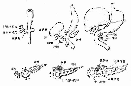 肝、胆道及胰的发生