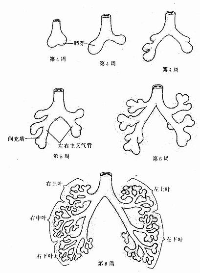 肺的发生