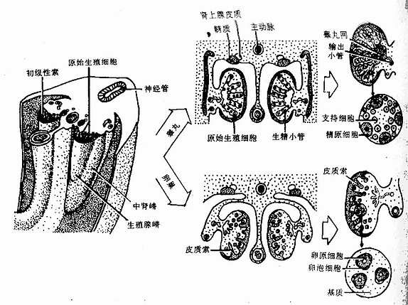 睾丸与卵巢的分化