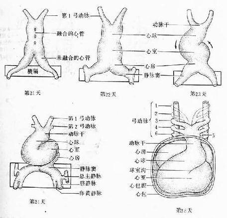 心脏外形的建立