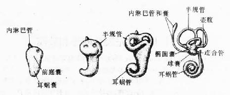听泡的发育(第5~8周)
