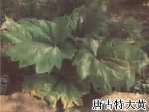 大黄
